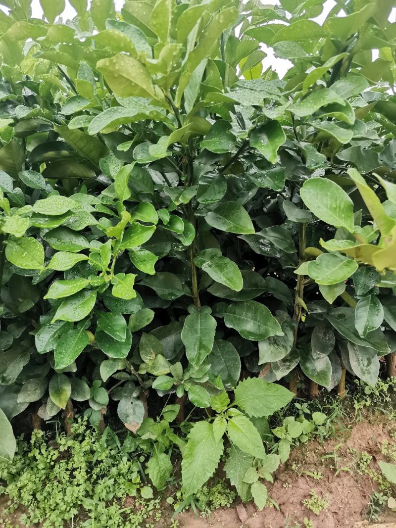 三红蜜柚苗包正宗假一赔十，提供免费种植技