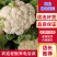 湖北基地货，地头鲜，天门花耶菜花，小白花诚信经营
