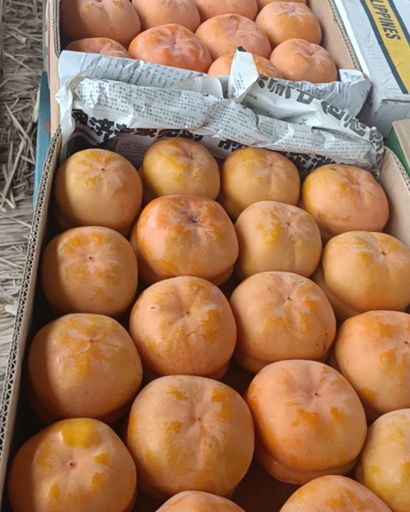 万亩基地直供磨盘柿保质保量