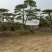 造型松，山东造型松，泰山松，精品造型油松，