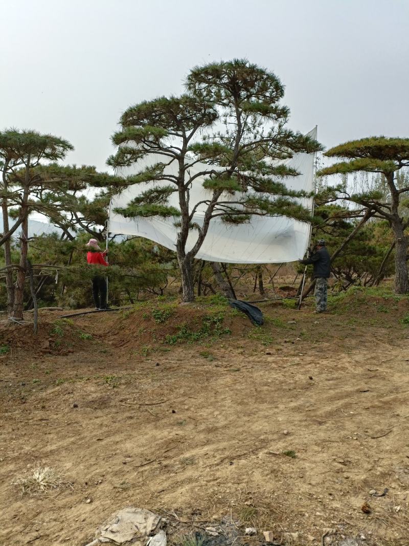 造型松，山东造型松，泰山松，精品造型油松，