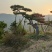 造型松，山东造型松，泰山松，精品造型油松，