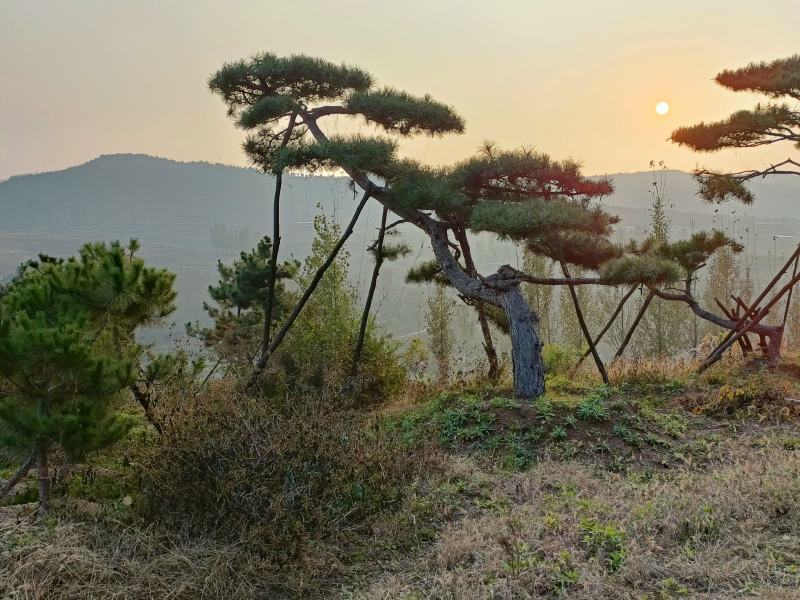 造型松，山东造型松，泰山松，精品造型油松，