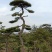 造型松，山东造型松，泰山松，精品造型油松，