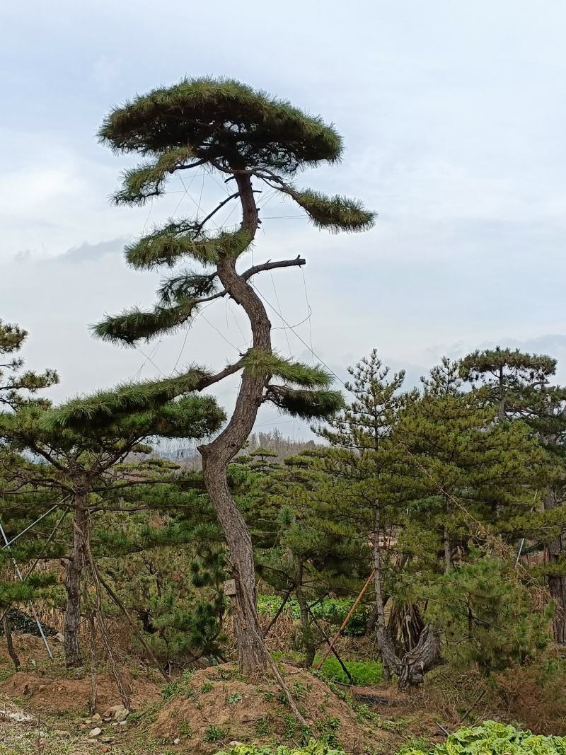 造型松，山东造型松，泰山松，精品造型油松，