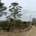 造型松，山东造型松，泰山松，精品造型油松，