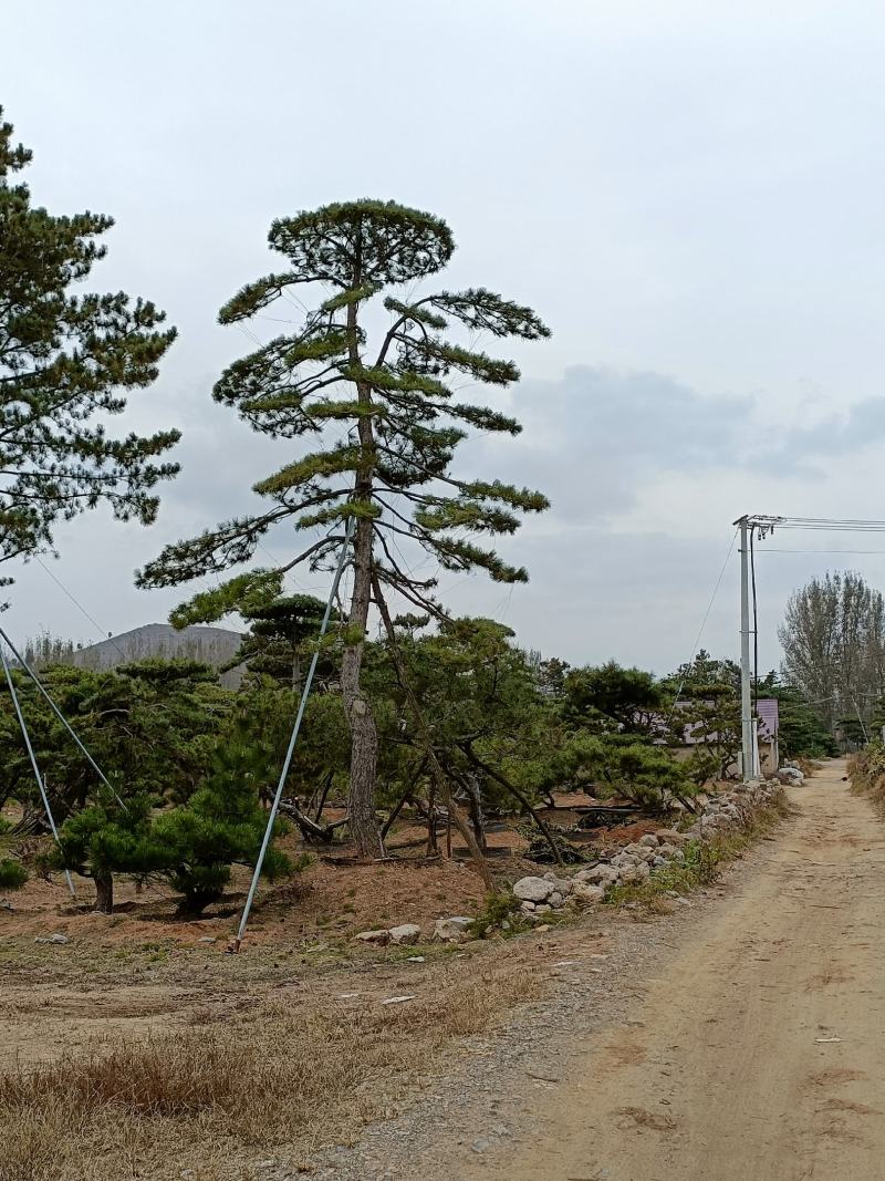 造型松，山东造型松，泰山松，精品造型油松，