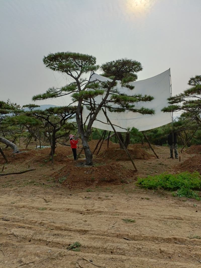 造型松，山东造型松，泰山松，精品造型油松，