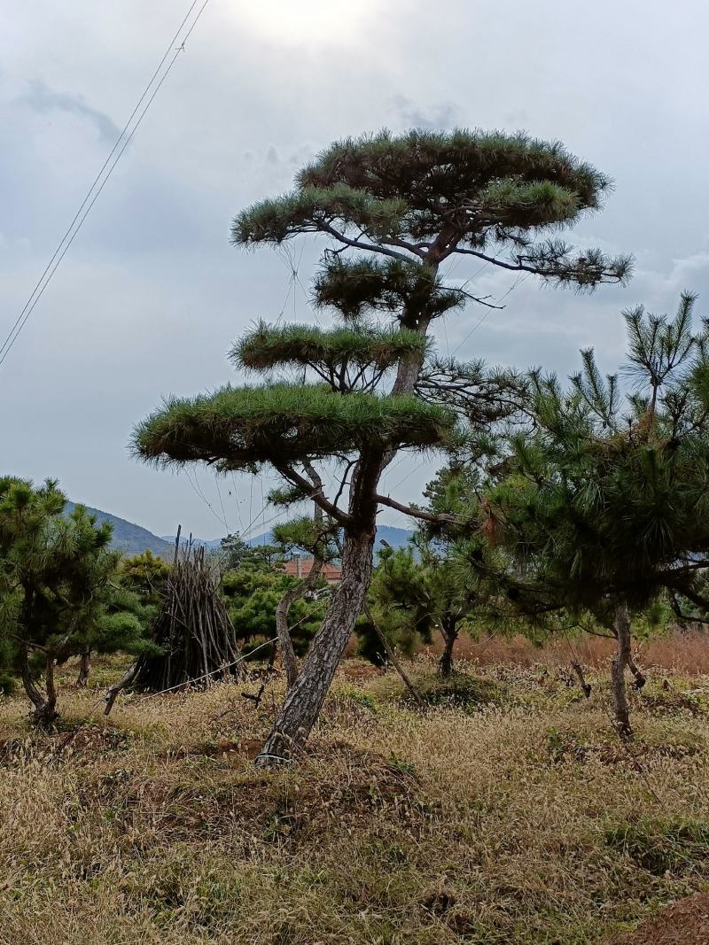 造型松，山东造型松，泰山松，精品造型油松，