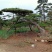 造型松，山东造型松，泰山松，精品造型油松，