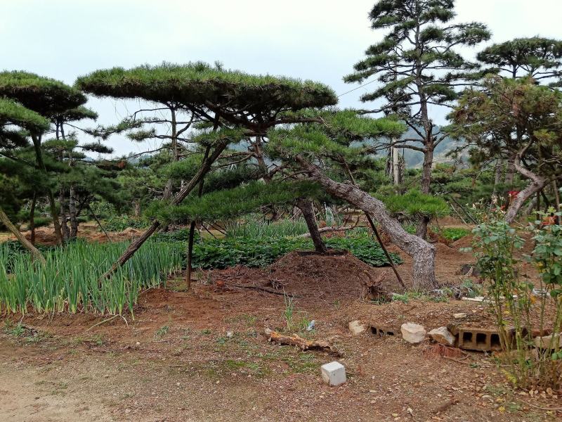 造型松，山东造型松，泰山松，精品造型油松，