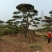 造型松，山东造型松，泰山松，精品造型油松，