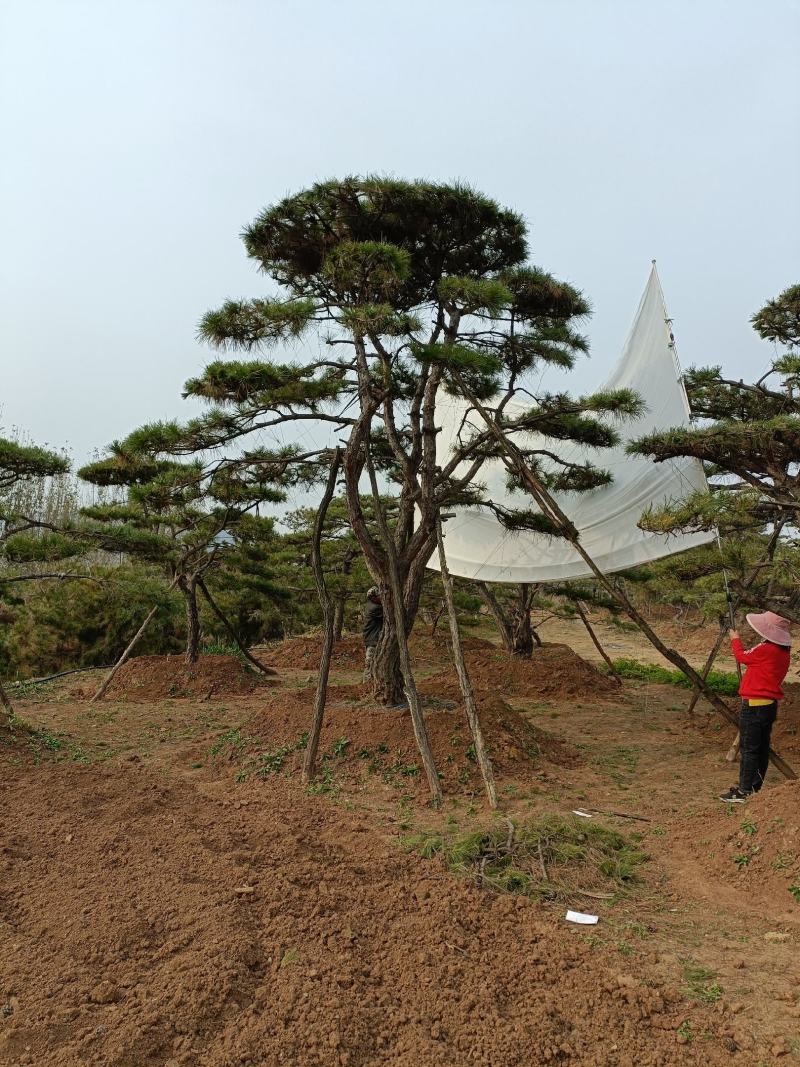 造型松，山东造型松，泰山松，精品造型油松，
