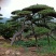 造型松，山东造型松，泰山松，精品造型油松，
