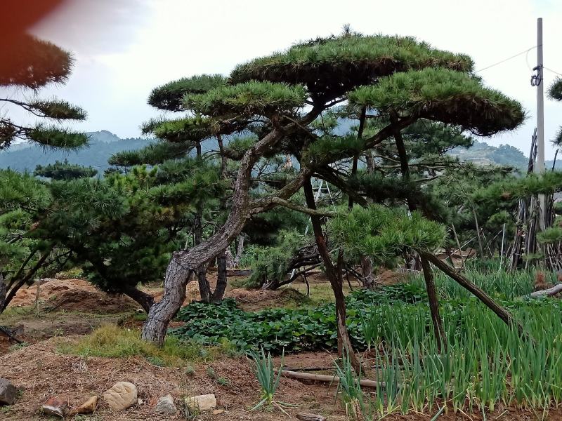 造型松，山东造型松，泰山松，精品造型油松，