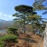 造型松，山东造型松，泰山松，精品造型油松，