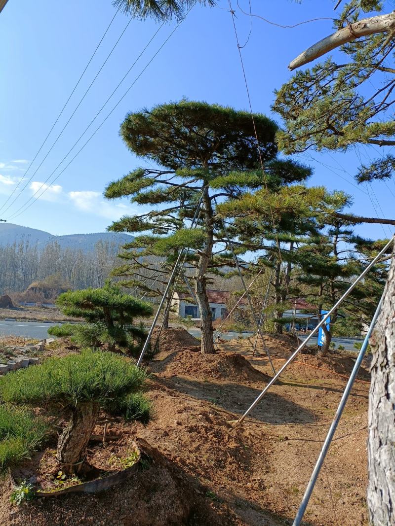 造型松，山东造型松，泰山松，精品造型油松，