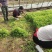 黄心白菜山东潍坊精品对接全国客户一手货源价格优惠
