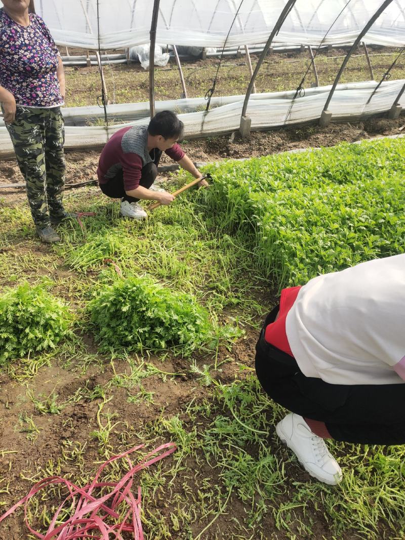 黄心白菜山东潍坊精品对接全国客户一手货源价格优惠