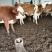 西门塔尔牛犊肉牛西门塔尔牛养殖场厂家直销全国发货