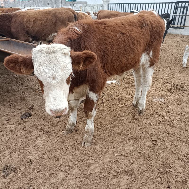西门塔尔牛犊肉牛西门塔尔牛养殖场厂家直销全国发货