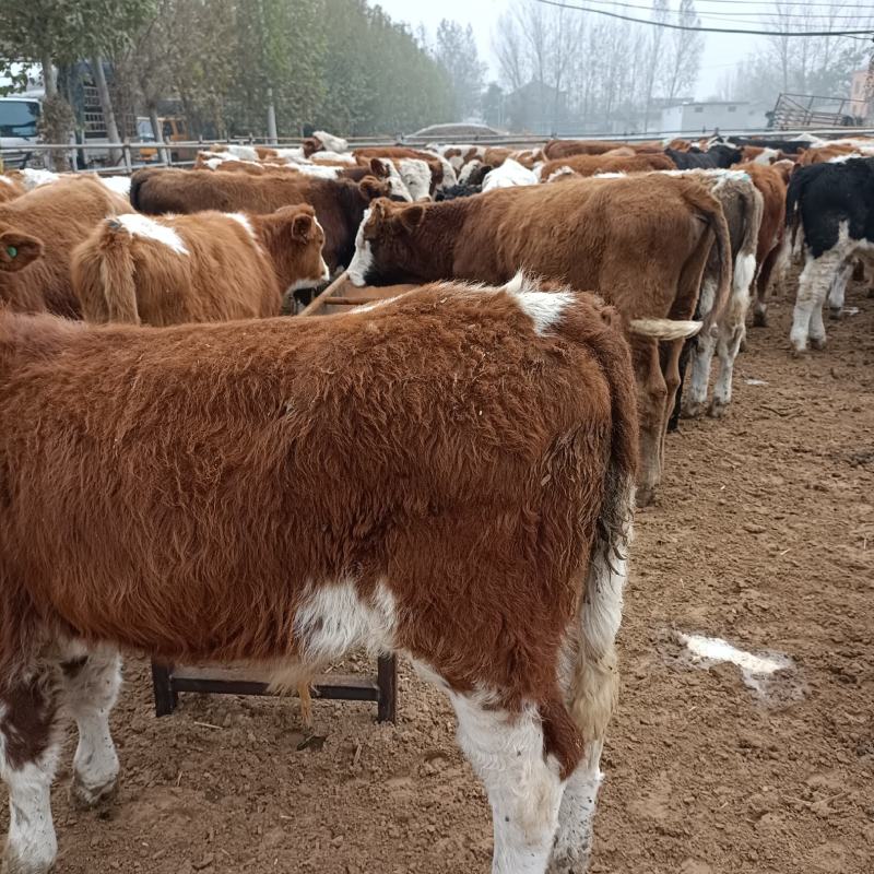 西门塔尔牛犊肉牛西门塔尔牛养殖场厂家直销全国发货