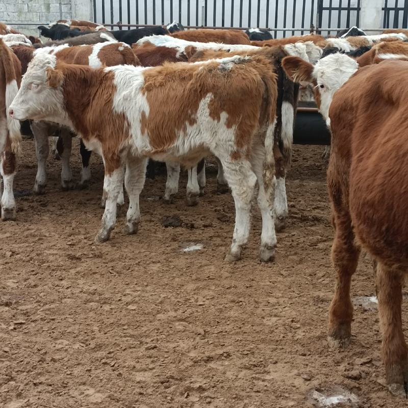 西门塔尔牛犊肉牛西门塔尔牛养殖场厂家直销全国发货