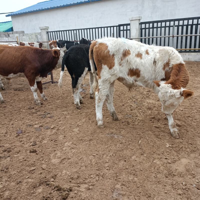 西门塔尔牛犊肉牛西门塔尔牛养殖场厂家直销全国发货