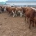 西门塔尔牛犊肉牛西门塔尔牛养殖场厂家直销全国发货