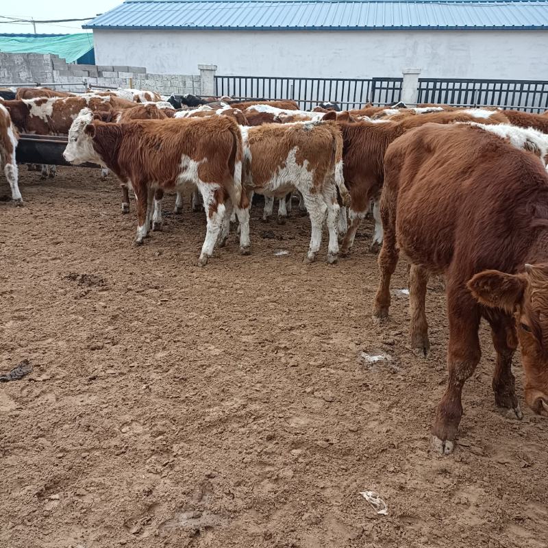 西门塔尔牛犊肉牛西门塔尔牛养殖场厂家直销全国发货
