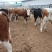 西门塔尔牛犊肉牛西门塔尔牛养殖场厂家直销全国发货