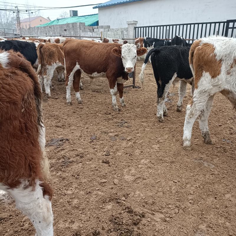 西门塔尔牛犊肉牛西门塔尔牛养殖场厂家直销全国发货