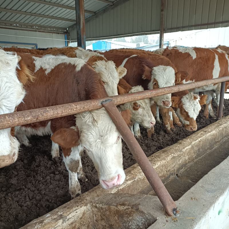 西门塔尔牛犊肉牛西门塔尔牛养殖场厂家直销全国发货