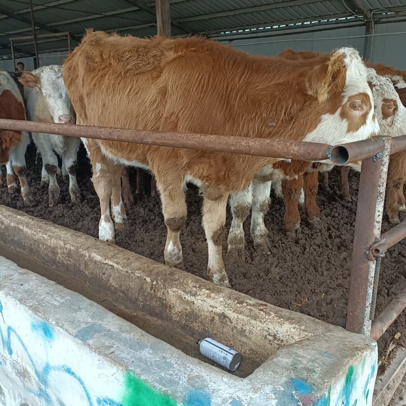 西门塔尔牛犊肉牛西门塔尔牛养殖场厂家直销全国发货