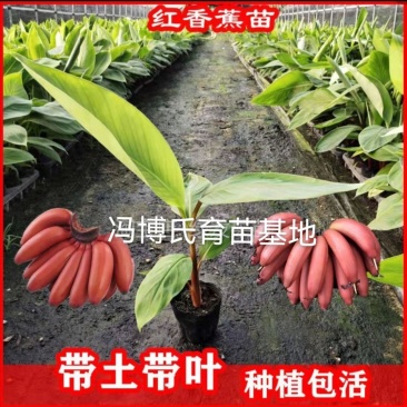 红香蕉苗，苹果粉蕉苗，宝岛香蕉苗，小米蕉苗