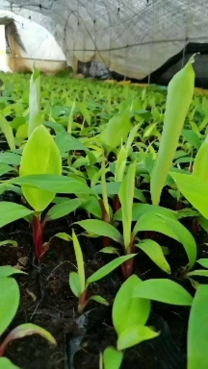 红香蕉苗，苹果粉蕉苗，宝岛香蕉苗，小米蕉苗