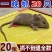 老鼠贴粘鼠板强力灭鼠驱鼠超强抓老鼠沾老鼠家用捕鼠神器