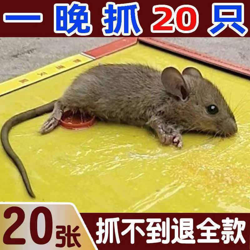 老鼠贴粘鼠板强力灭鼠驱鼠超强抓老鼠沾老鼠家用捕鼠神器