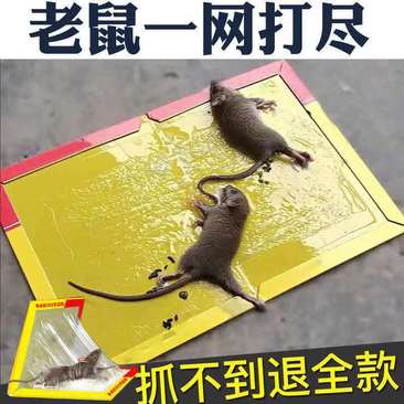 老鼠贴粘鼠板强力灭鼠驱鼠超强抓老鼠沾老鼠家用捕鼠神器