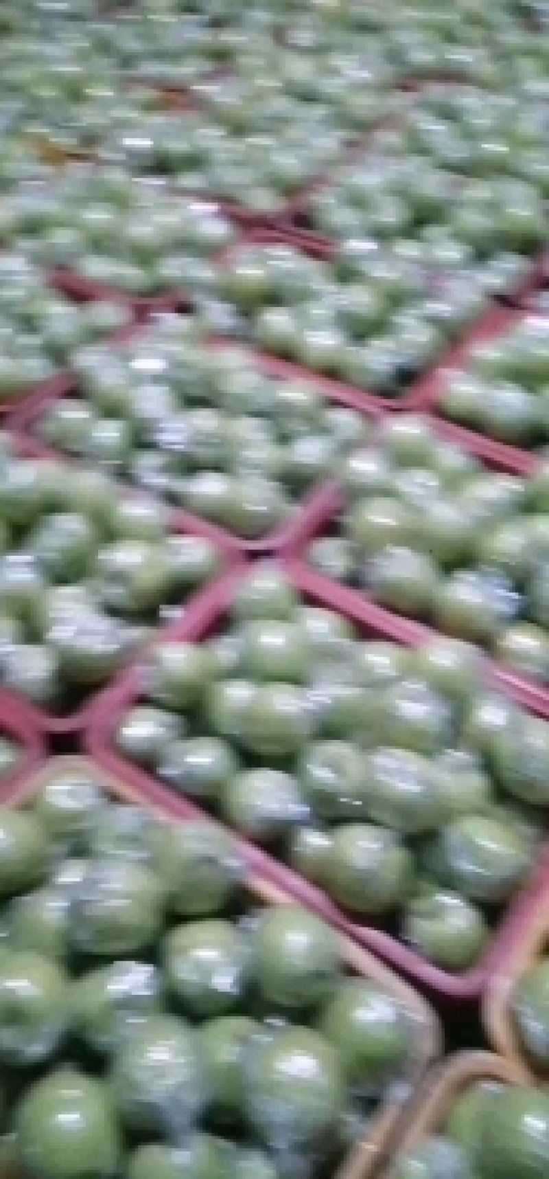 河北鸭梨现库存膜袋鸭梨，大量出库销售中商超市场直供