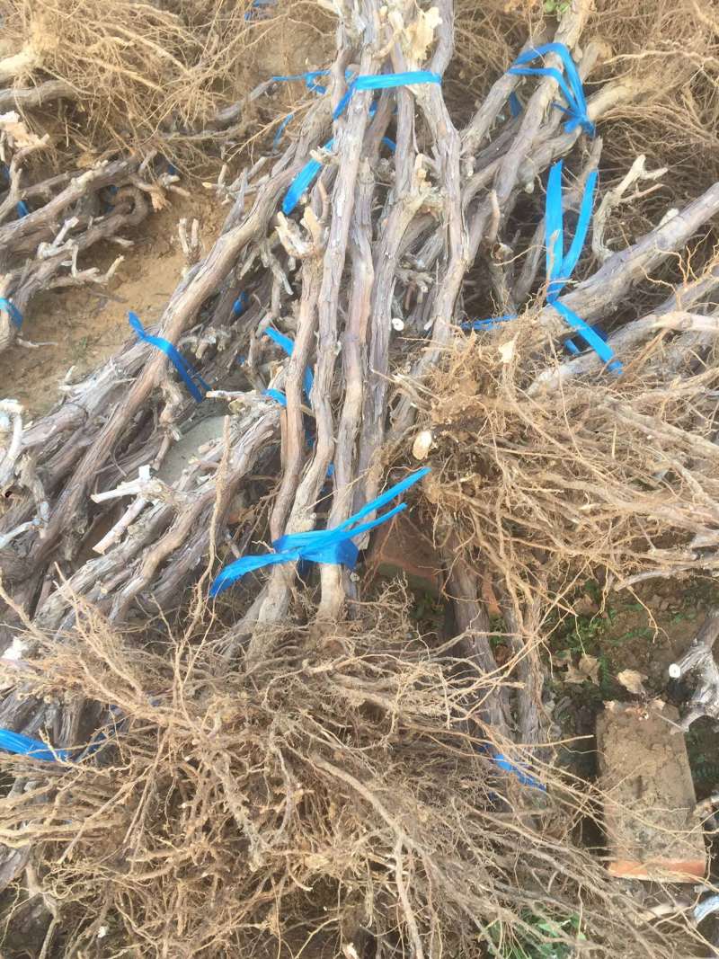 各种规格占地葡萄树，根须好，成活率高，一手货源，诚信经营