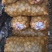 陇西青九种子1/3两