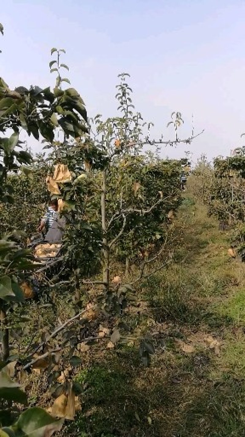 晚秋黄梨小梨新鲜现摘耐贮运切口15天不变色套袋