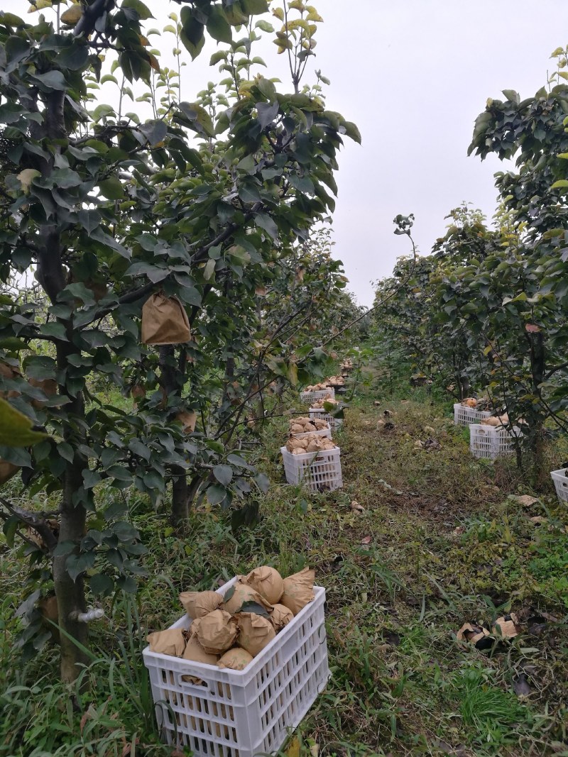 晚秋黄梨小梨新鲜现摘耐贮运切口15天不变色套袋