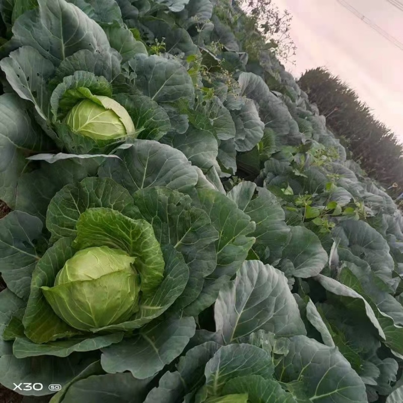 云南高原原生态包菜，颜色翠绿，口感好