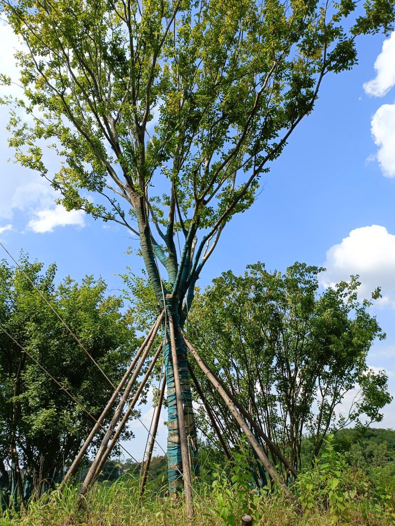 朴树，独本丛生20—160公分大朴树，原生，假植苗场直销
