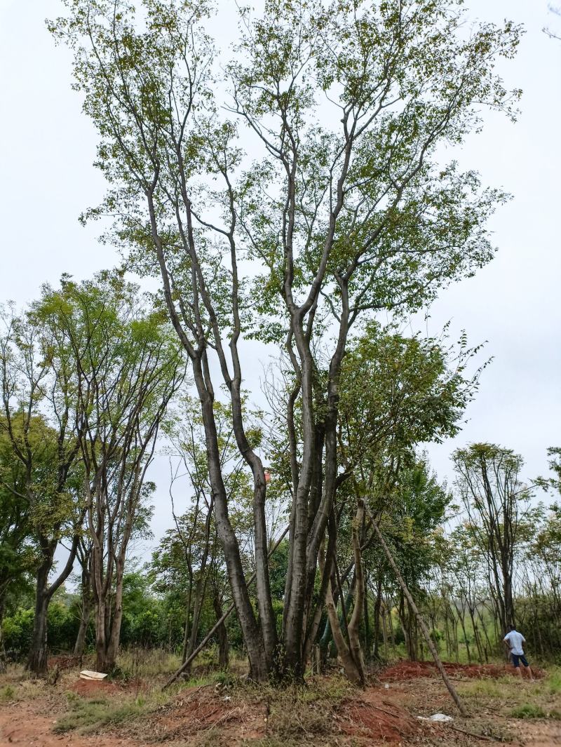 朴树，独本丛生20—160公分大朴树，原生，假植苗场直销
