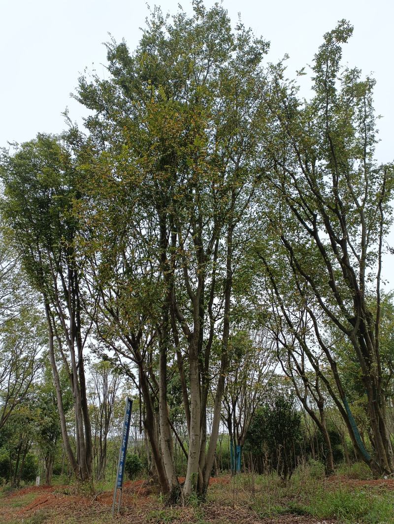 朴树，独本丛生20—160公分大朴树，原生，假植苗场直销