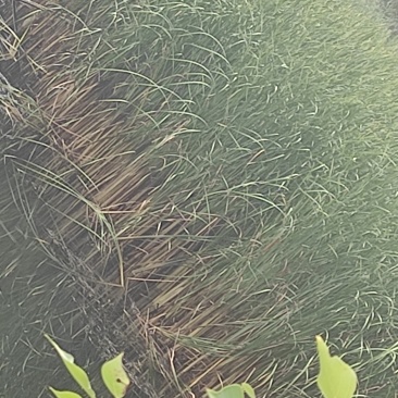 蒲草