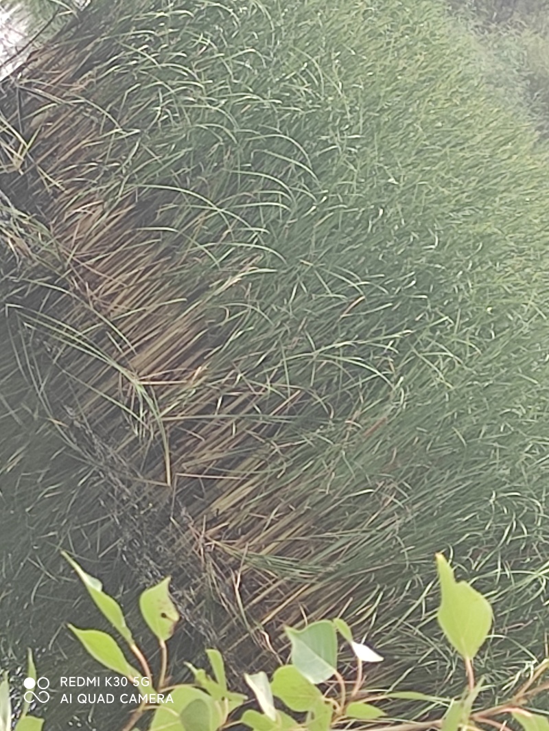 蒲草